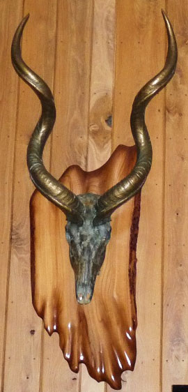 What's that mounted on the plaque Jerry made? "That's a kudu. Its one of the critters I harvested when my wife and I went to South Africa back in 2004. The brass on the horns and the bronze on the skull is referred to as a cold metal coating. The color is derived solely by the use of ground metal suspended in a acrylic solution. Since it is actual metal - when you apply various acids you get the same patina as the metal would acquire on its own over time." What's that mounted on the plaque Jerry made? "That's a kudu. Its one of the critters I harvested when my wife and I went to South Africa back in 2004. The brass on the horns and the bronze on the skull is referred to as a cold metal coating. The color is derived solely by the use of ground metal suspended in a acrylic solution. Since it is actual metal - when you apply various acids you get the same patina as the metal would acquire on its own over time."